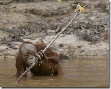 La fruta que captura el orangutan 